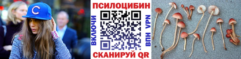 Псилоцибиновые грибы Psilocybe  Калач-на-Дону 